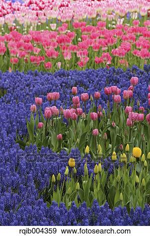 Tulips View Large Photo Image Stock Photo - Tulips. Fotosearch