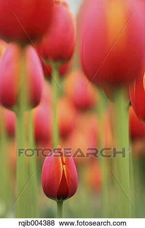 Stock Photo - Tulips. Fotosearch
