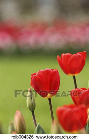 Tulips View Large Photo Image Stock Photograph - Tulips. Fotosearch