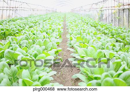 Turnip field View Large Photo Image Stock Photo - Turnip field. Fotosearch