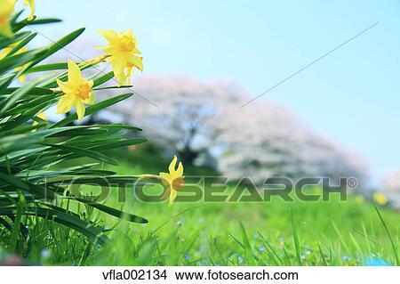 Tussock flowers View Large Photo Image Picture - Tussock flowers. Fotosearch
