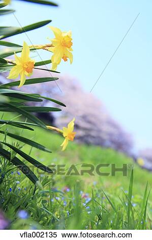 Tussock flowers View Large Photo Image Stock Photography - Tussock flowers. Fotosearch