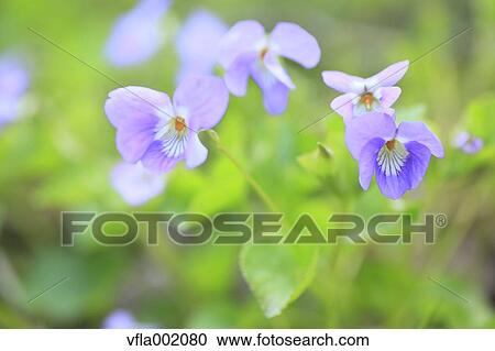 Violet flowers View Large Photo Image Stock Image - Violet flowers. Fotosearch