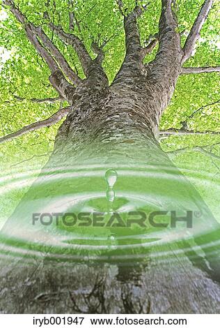 Water droplet and beech tree View Large Photo Image Stock Photo - Water droplet and beech tree. Fotosearch