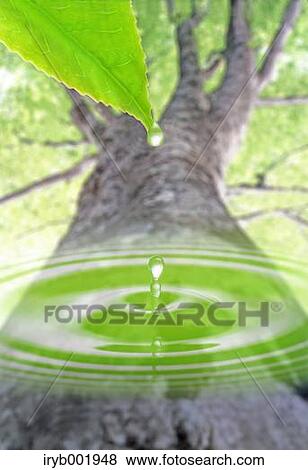 Water droplet and beech tree View Large Photo Image Stock Photo - Water droplet and beech tree. Fotosearch