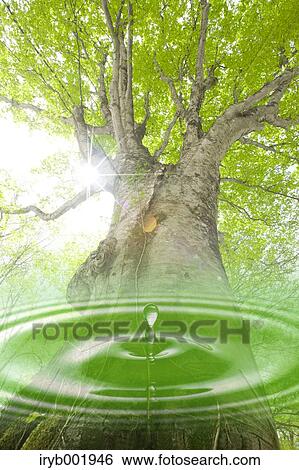 Water droplet and beech tree View Large Photo Image Stock Photograph - Water droplet and beech tree. Fotosearch