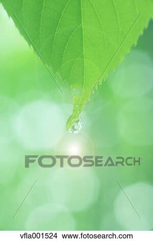 Picture - Water droplet on green leaf. Fotosearch