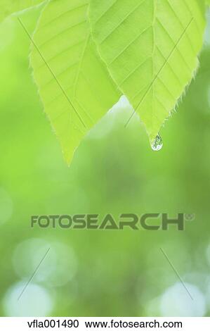 Water droplet on green leaf View Large Photo Image Stock Image - Water droplet on green leaf. Fotosearch