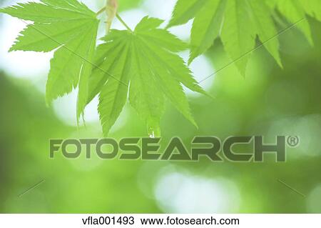 Stock Image - Water droplet on green leaf. Fotosearch