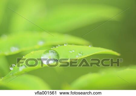Stock Image - Water droplet on green leaf. Fotosearch