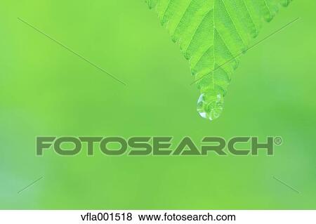 Water droplet on green leaf View Large Photo Image Stock Photo - Water droplet on green leaf. Fotosearch