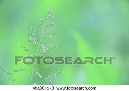 Water droplets on grass ears View Large Photo Image Stock Image - Water droplets on grass ears. Fotosearch