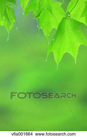 Water droplets on green leaves View Large Photo Image Picture - Water droplets on green leaves. Fotosearch