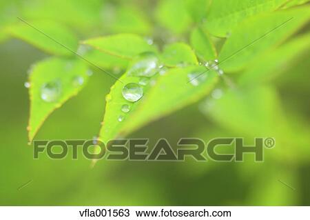 Water droplets on green leaves View Large Photo Image Stock Image - Water droplets on green leaves. Fotosearch