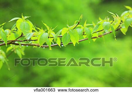 Water droplets on green leaves View Large Photo Image Stock Image - Water droplets on green leaves. Fotosearch