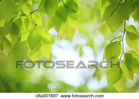 Water droplets on green leaves View Large Photo Image Stock Photo - Water droplets on green leaves. Fotosearch
