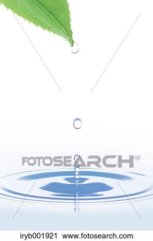 Stock Image - Water drops from a leaf. Fotosearch