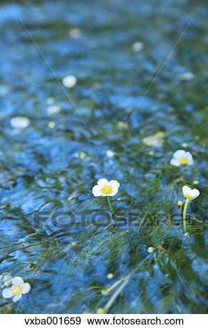 Waterweed flowers View Large Photo Image Stock Photo - Waterweed flowers. Fotosearch