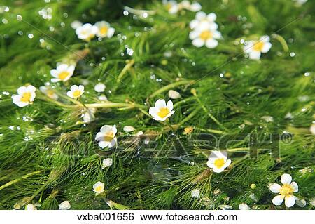 Waterweed flowers View Large Photo Image Stock Photograph - Waterweed flowers. Fotosearch