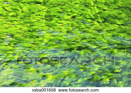 Stock Photo - Waterweed. Fotosearch