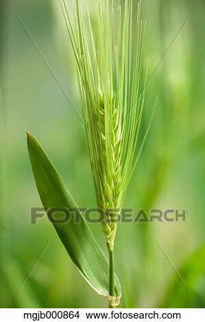 Wheat ear View Large Photo Image Picture - Wheat ear. Fotosearch