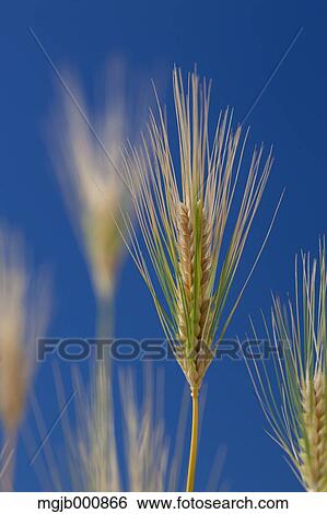 Wheat ear View Large Photo Image Stock Photograph - Wheat ear. Fotosearch