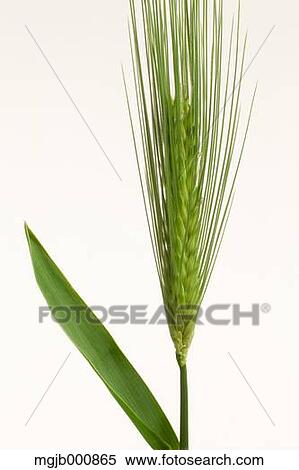 Wheat ear View Large Photo Image Stock Photography - Wheat ear. Fotosearch