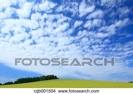 Picture - Wheat field and sky with clouds, Hokkaido. Fotosearch