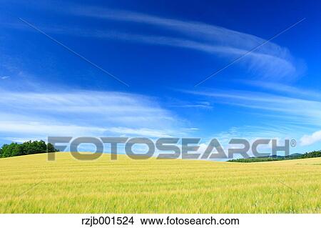 Wheat field and sky with clouds, Hokkaido View Large Photo Image Picture - Wheat field and sky with clouds, Hokkaido. Fotosearch