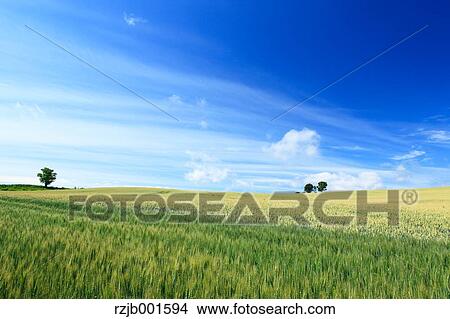 Picture - Wheat field and sky with clouds, Hokkaido. Fotosearch