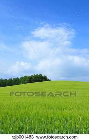 Wheat field and sky with clouds, Hokkaido View Large Photo Image Stock Image - Wheat field and sky with clouds, Hokkaido. Fotosearch