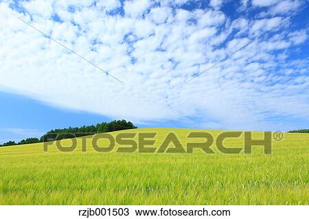 Stock Image - Wheat field and sky with clouds, Hokkaido. Fotosearch