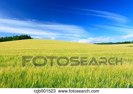 Wheat field and sky with clouds, Hokkaido View Large Photo Image Stock Image - Wheat field and sky with clouds, Hokkaido. Fotosearch