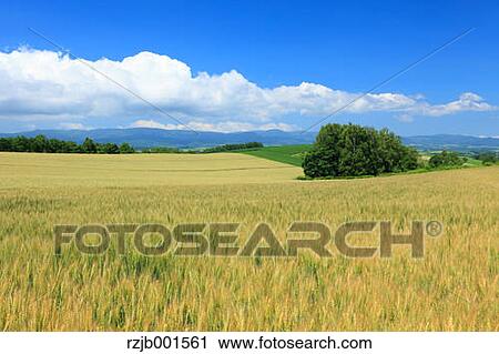 Wheat field and sky with clouds, Hokkaido View Large Photo Image Stock Image - Wheat field and sky with clouds, Hokkaido. Fotosearch