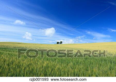Wheat field and sky with clouds, Hokkaido View Large Photo Image Stock Image - Wheat field and sky with clouds, Hokkaido. Fotosearch