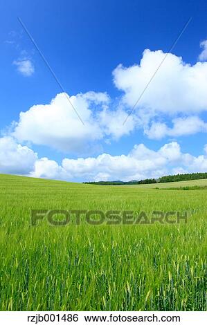 Stock Photograph - Wheat field and sky with clouds, Hokkaido. Fotosearch