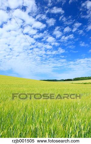 Wheat field and sky with clouds, Hokkaido View Large Photo Image Stock Photography - Wheat field and sky with clouds, Hokkaido. Fotosearch