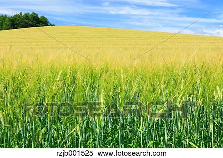 Wheat field and sky with clouds, Hokkaido View Large Photo Image Stock Photography - Wheat field and sky with clouds, Hokkaido. Fotosearch