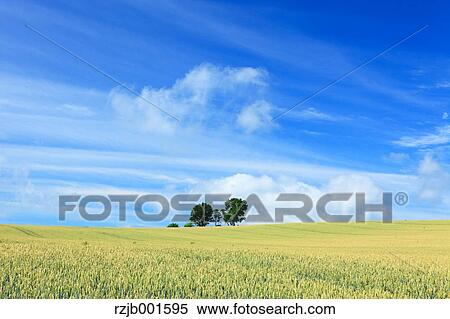 Wheat field and sky with clouds, Hokkaido View Large Photo Image Stock Photography - Wheat field and sky with clouds, Hokkaido. Fotosearch