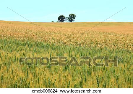Wheat field, Hokkaido View Large Photo Image Picture - Wheat field, Hokkaido. Fotosearch