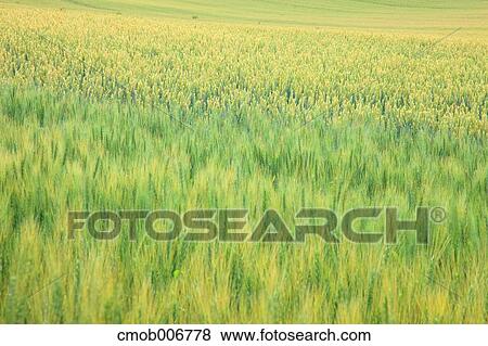 Wheat field, Hokkaido View Large Photo Image Stock Photo - Wheat field, Hokkaido. Fotosearch