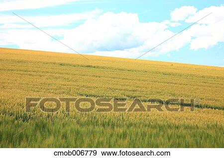 Wheat field, Hokkaido View Large Photo Image Stock Photo - Wheat field, Hokkaido. Fotosearch