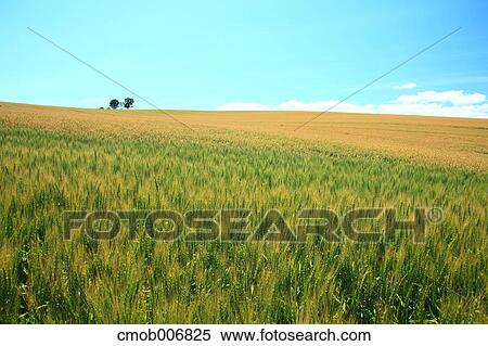 Stock Photography - Wheat field, Hokkaido. Fotosearch