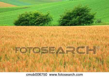 Wheat field in Biei, Hokkaido View Large Photo Image Stock Image - Wheat field in Biei, Hokkaido. Fotosearch