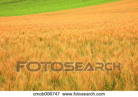 Wheat field in Biei, Hokkaido View Large Photo Image Stock Photo - Wheat field in Biei, Hokkaido. Fotosearch