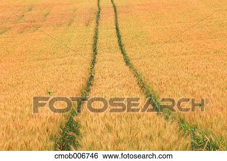 Wheat field in Biei, Hokkaido View Large Photo Image Stock Photograph - Wheat field in Biei, Hokkaido. Fotosearch