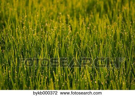 Wheat field in the morning light View Large Photo Image Stock Image - Wheat field in the morning light. Fotosearch