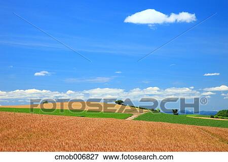 Stock Photo - Wheat fields, Hokkaido. Fotosearch
