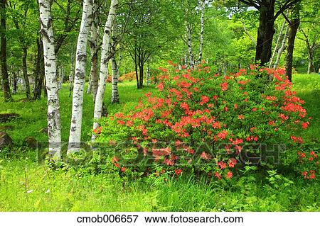 White birch trees and Azalea flowers View Large Photo Image Stock Photo - White birch trees and Azalea flowers. Fotosearch