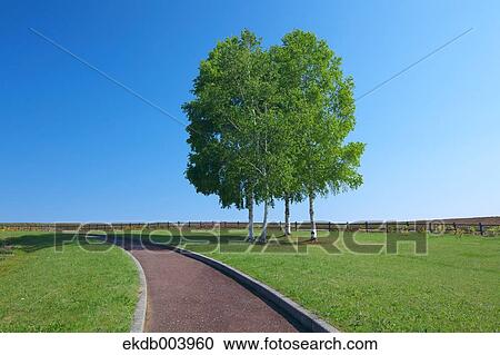 White birch trees and promenade, Hokkaido View Large Photo Image Stock Image - White birch trees and promenade, Hokkaido. Fotosearch